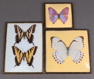 Four butterflies contained in 3 frames