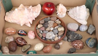 Two large sea shells and a collection of polished eggs etc