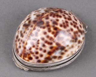 A 19th Century snuff box formed from a Cowrie shell 8cm x 5cm x 2cm 
