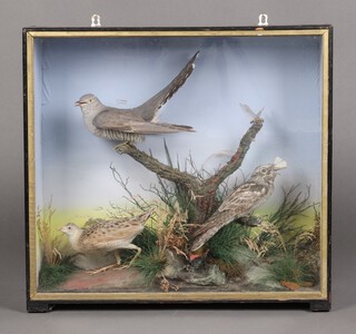 A Victorian taxidermy arrangement of 4 birds - Night Jar, Cuckoo and Crake 58cm h x 62cm w x 18cm d 