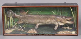 A stuffed and mounted Pike in a glass cabinet, marked "Presented by Sir Henry W. Ackland Baronet" 41cm h x 103cm w x 21cm d 