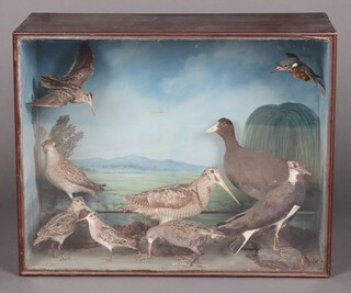 A taxidermy arrangement of 9 various wading birds including a moorhen, snipe, in a naturalistic setting, cased 55cm h x 73cm w x 33cm d 