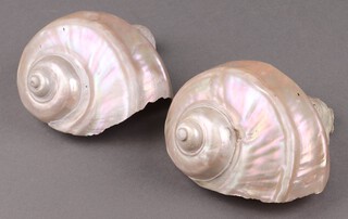 Two polished Turbo Marmoratus shells 14cm 