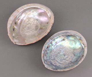 A pair of polished Haliotis Iris (New Zealand sea snail) abalone shells 19cm  
